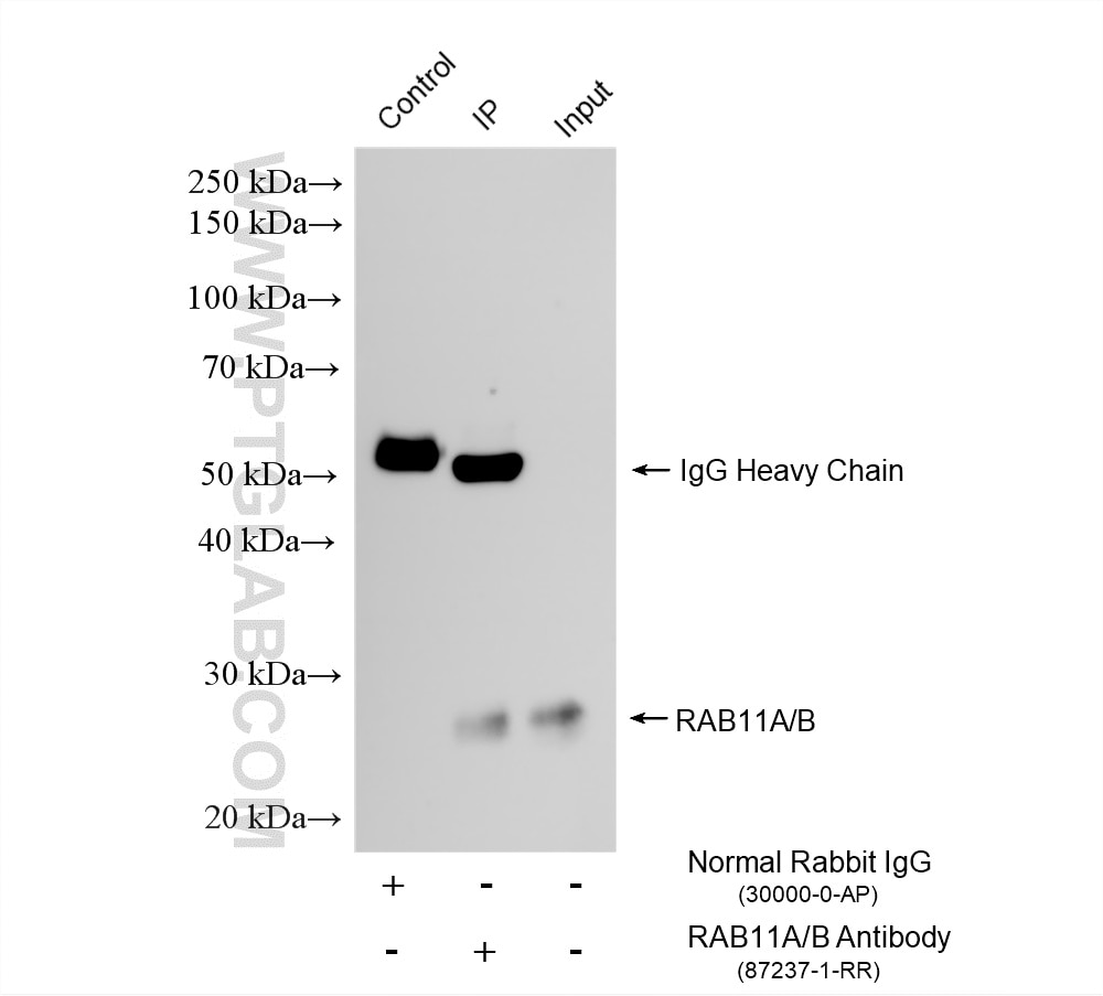 Immunoprecipitation (IP) experiment of mouse spleen tissue using RAB11A/B Recombinant monoclonal antibody (87237-1-RR)