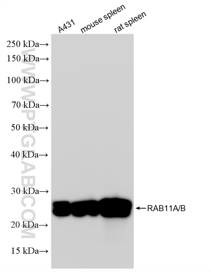 Western Blot (WB) analysis of various lysates using RAB11A/B Recombinant monoclonal antibody (87237-1-RR)