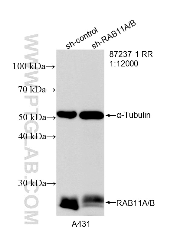 Western Blot (WB) analysis of A431 cells using RAB11A/B Recombinant monoclonal antibody (87237-1-RR)