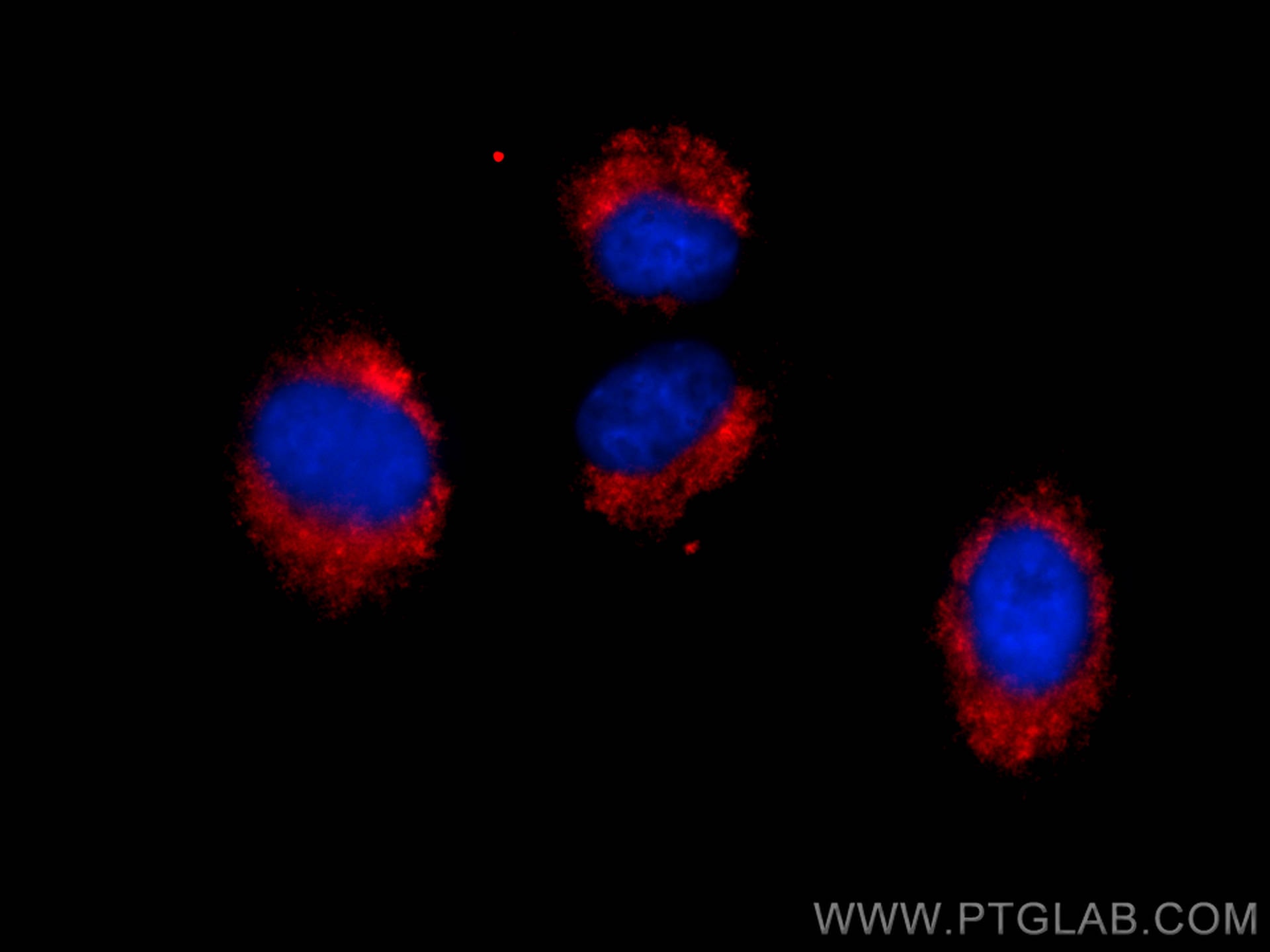 Immunofluorescence (IF) / fluorescent staining of A549 cells using CoraLite®594-conjugated RAB11A/B Polyclonal antibo (CL594-15903)
