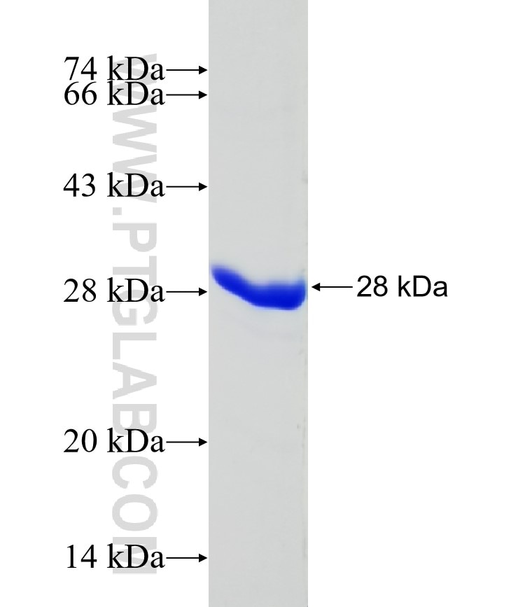 RAB11A fusion protein Ag8879 SDS-PAGE