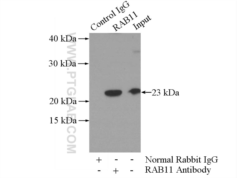 Immunoprecipitation (IP) experiment of SH-SY5Y cells using RAB11A-Specific Polyclonal antibody (20229-1-AP)