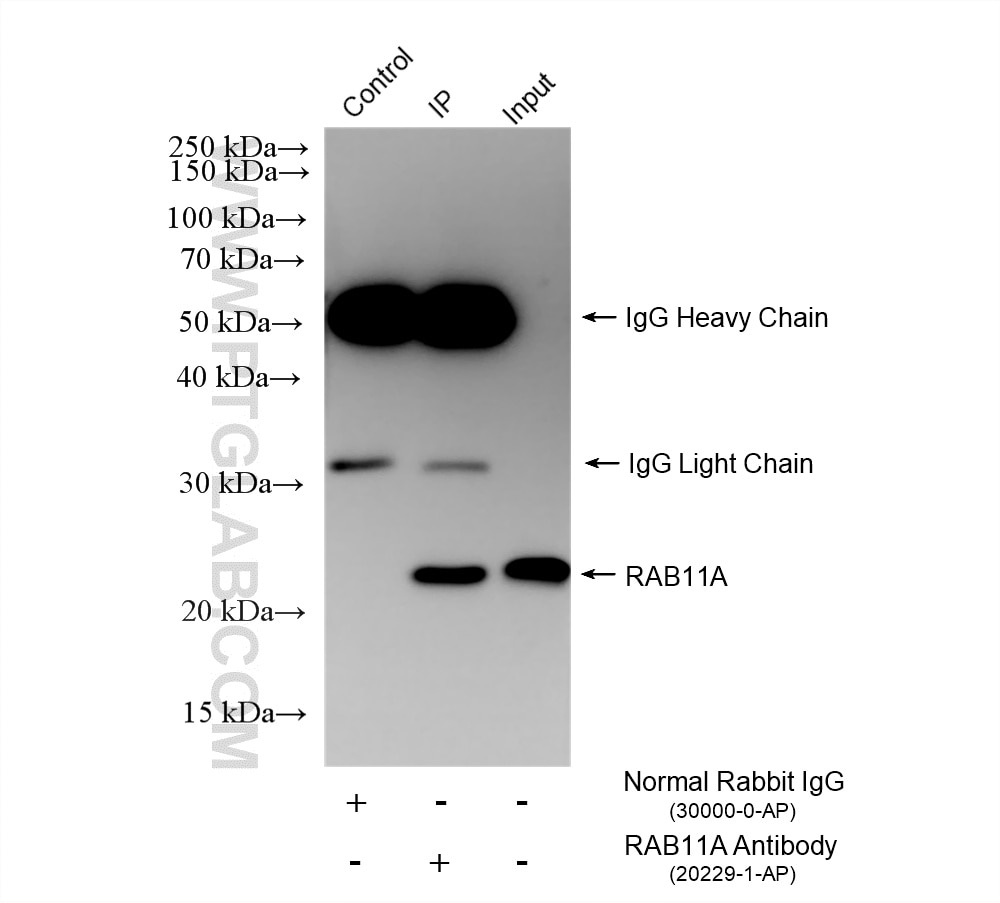 Immunoprecipitation (IP) experiment of SH-SY5Y cells using RAB11A Polyclonal antibody (20229-1-AP)