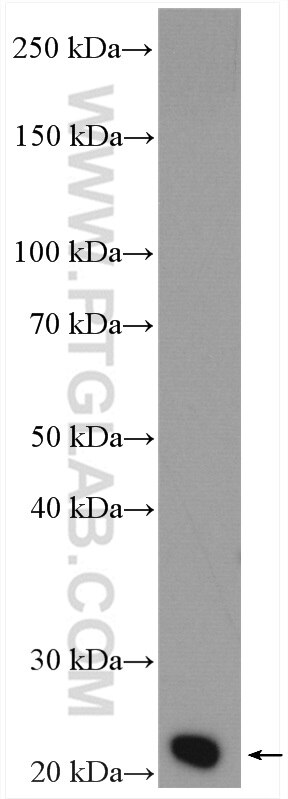 Western Blot (WB) analysis of PC-12 cells using RAB11A-Specific Polyclonal antibody (20229-1-AP)