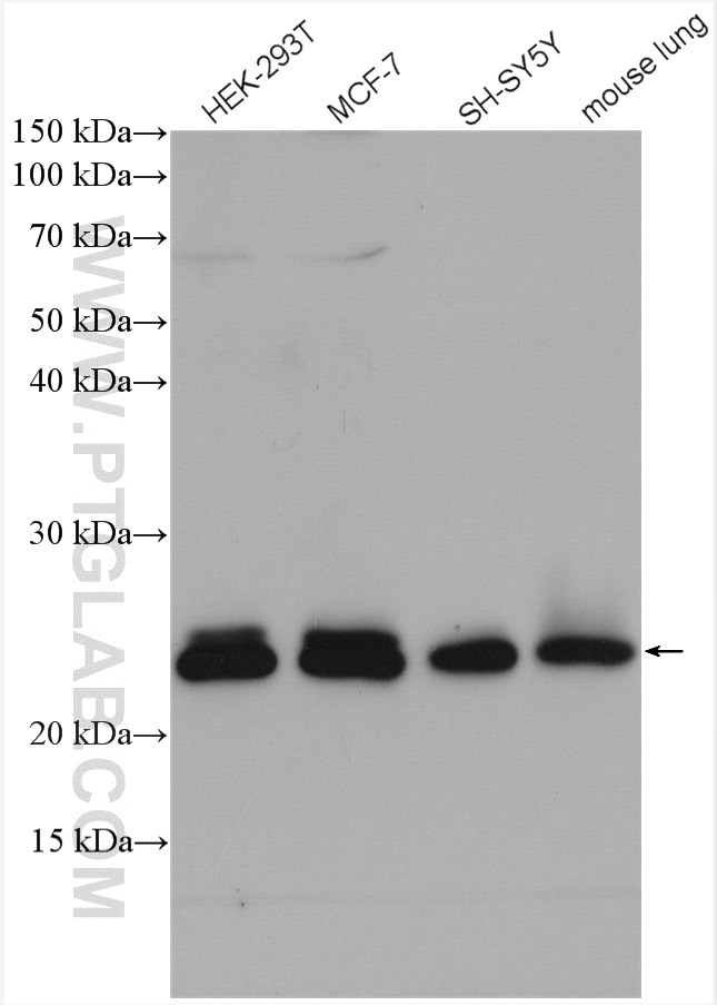 Western Blot (WB) analysis of various lysates using RAB11A-Specific Polyclonal antibody (20229-1-AP)