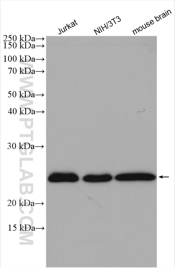 Western Blot (WB) analysis of various lysates using RAB11B Polyclonal antibody (28498-1-AP)