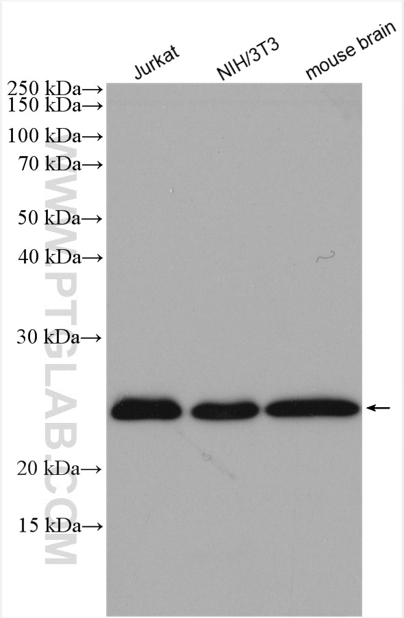 WB analysis using 28498-1-AP