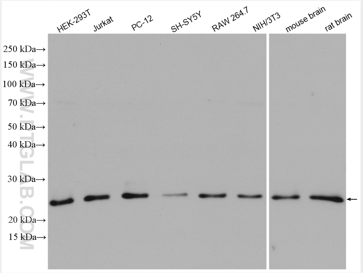 Western Blot (WB) analysis of various lysates using RAB11B Polyclonal antibody (28498-1-AP)