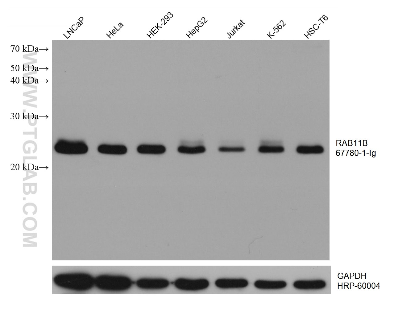 Western Blot (WB) analysis of various lysates using RAB11B Monoclonal antibody (67780-1-Ig)