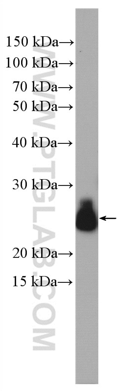 Western Blot (WB) analysis of PC-12 cells using RAB11B-Specific Polyclonal antibody (19742-1-AP)