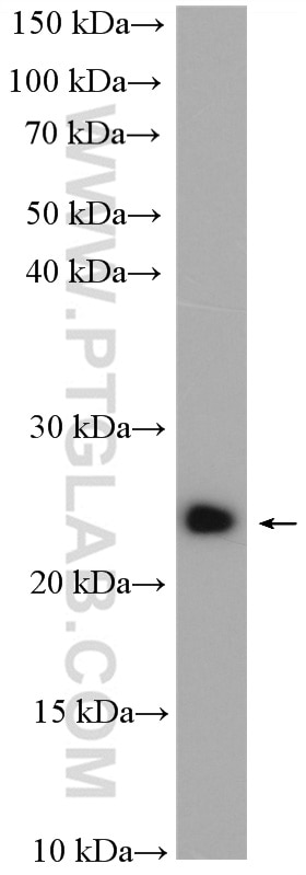 Western Blot (WB) analysis of C6 cells using RAB11B-Specific Polyclonal antibody (19742-1-AP)