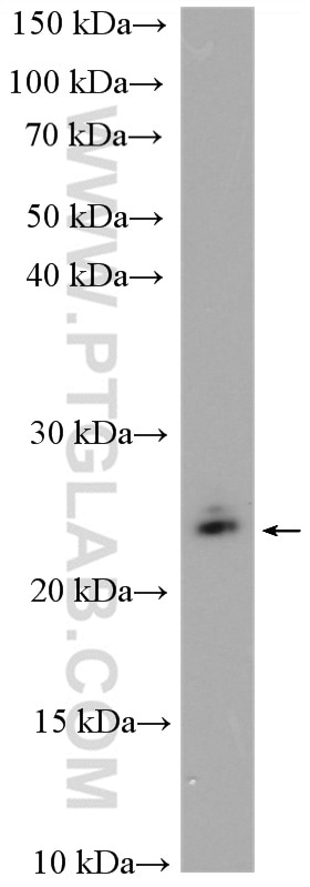 Western Blot (WB) analysis of PC-12 cells using RAB11B-Specific Polyclonal antibody (19742-1-AP)