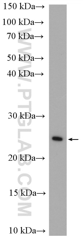Western Blot (WB) analysis of HEK-293 cells using RAB11B-Specific Polyclonal antibody (19742-1-AP)