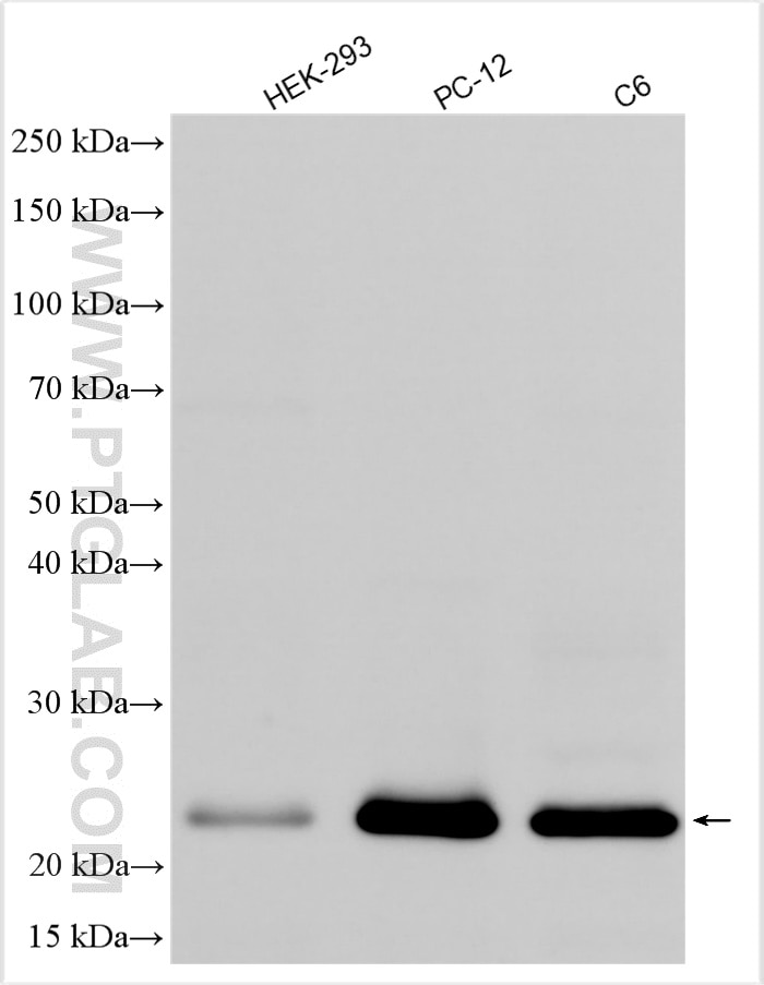 Western Blot (WB) analysis of various lysates using RAB11B-Specific Polyclonal antibody (19742-1-AP)