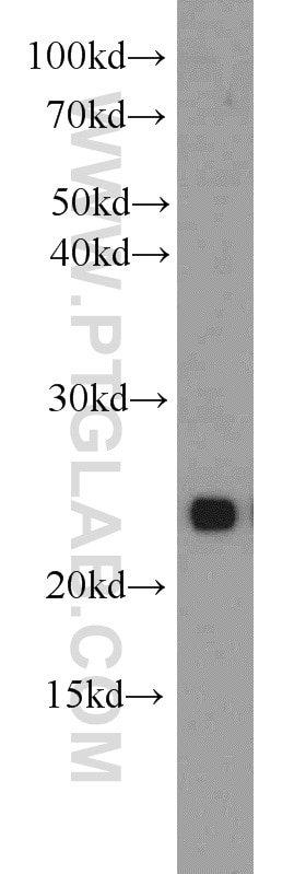 Western Blot (WB) analysis of mouse testis tissue using RAB11B-Specific Polyclonal antibody (19742-1-AP)
