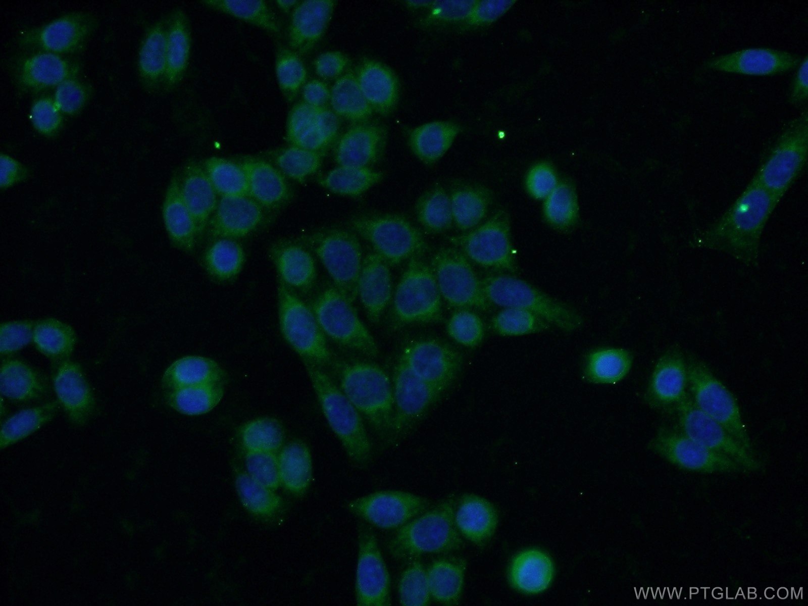 Immunofluorescence (IF) / fluorescent staining of HeLa cells using RAB11FIP1 Polyclonal antibody (16778-1-AP)