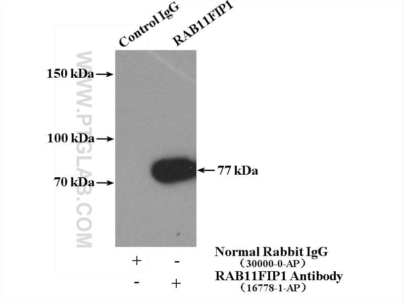 Immunoprecipitation (IP) experiment of HepG2 cells using RAB11FIP1 Polyclonal antibody (16778-1-AP)