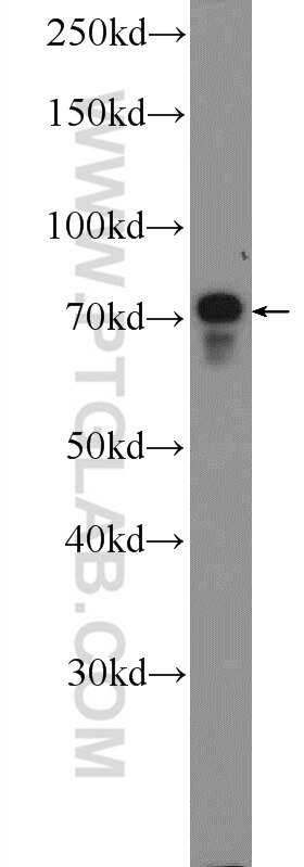 Western Blot (WB) analysis of HepG2 cells using RAB11FIP1 Polyclonal antibody (16778-1-AP)