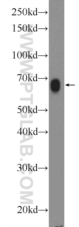 Western Blot (WB) analysis of COS-7 cells using RAB11FIP1 Polyclonal antibody (16778-1-AP)