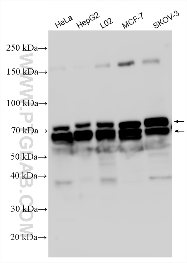 Western Blot (WB) analysis of various lysates using RAB11FIP1 Polyclonal antibody (16778-1-AP)