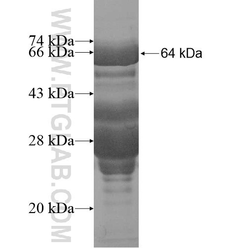 RAB11FIP1 fusion protein Ag10179 SDS-PAGE