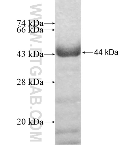 RAB11FIP1 fusion protein Ag10309 SDS-PAGE