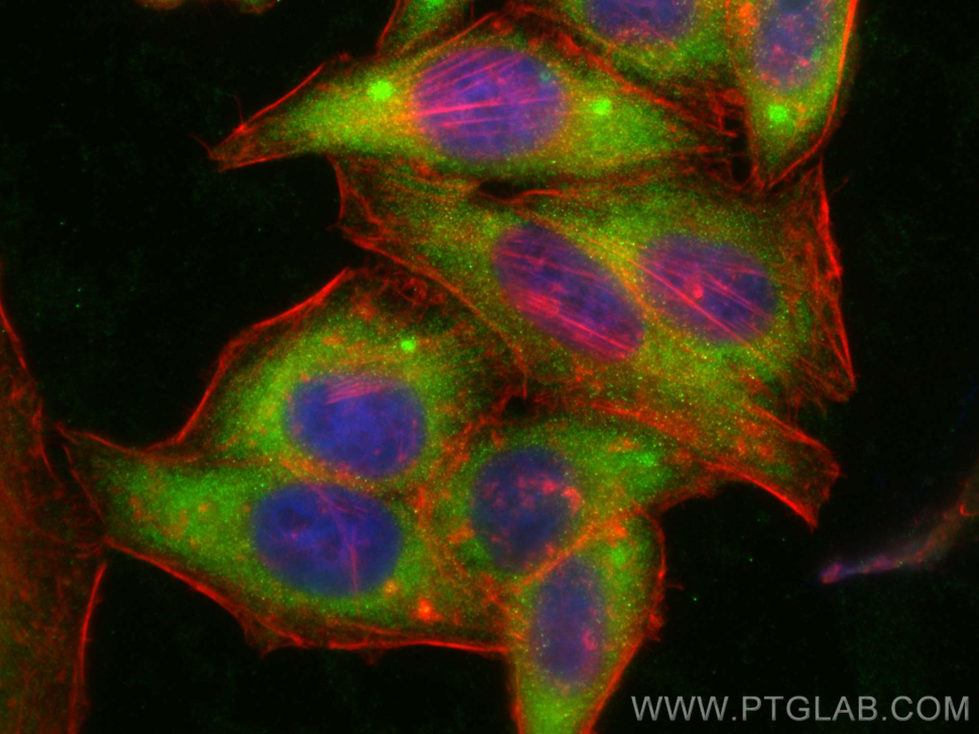 Immunofluorescence (IF) / fluorescent staining of HepG2 cells using RAB11FIP2 Polyclonal antibody (18136-1-AP)