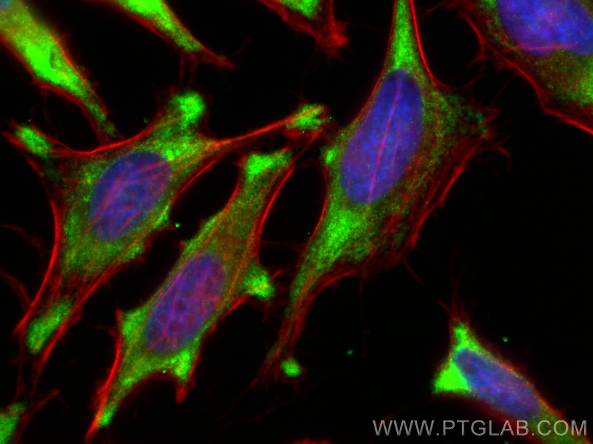 Immunofluorescence (IF) / fluorescent staining of HeLa cells using RAB11FIP2 Polyclonal antibody (18136-1-AP)