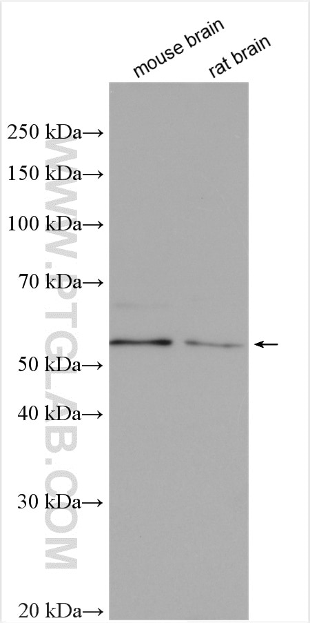 Western Blot (WB) analysis of various lysates using RAB11FIP2 Polyclonal antibody (18136-1-AP)