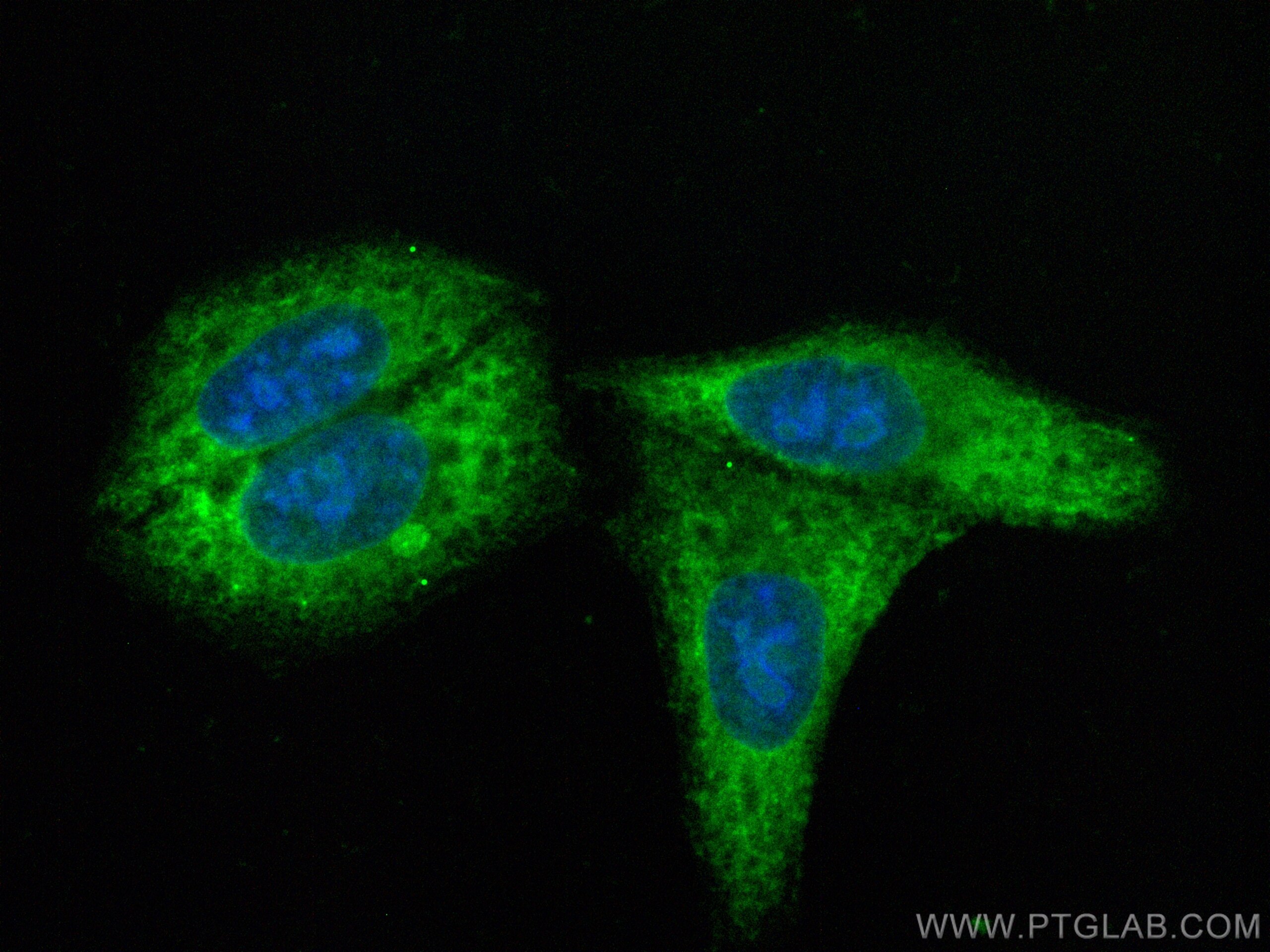 Immunofluorescence (IF) / fluorescent staining of HepG2 cells using CoraLite® Plus 488-conjugated RAB11FIP2 Polyclonal (CL488-18136)