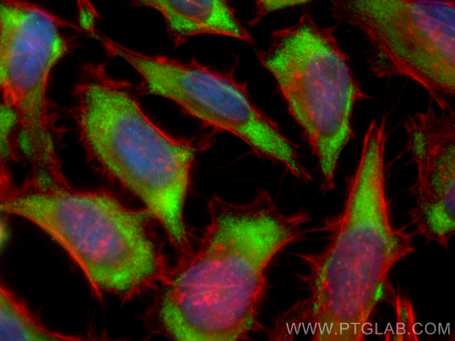 Immunofluorescence (IF) / fluorescent staining of HeLa cells using CoraLite® Plus 488-conjugated RAB11FIP2 Polyclonal (CL488-18136)