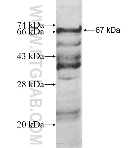 RAB11FIP2 fusion protein Ag12332 SDS-PAGE