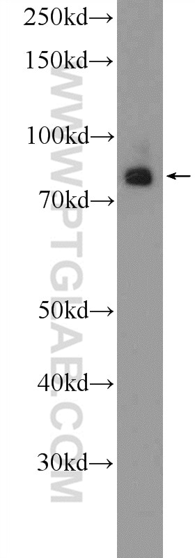 Western Blot (WB) analysis of rat brain tissue using RAB11FIP3 Polyclonal antibody (25843-1-AP)