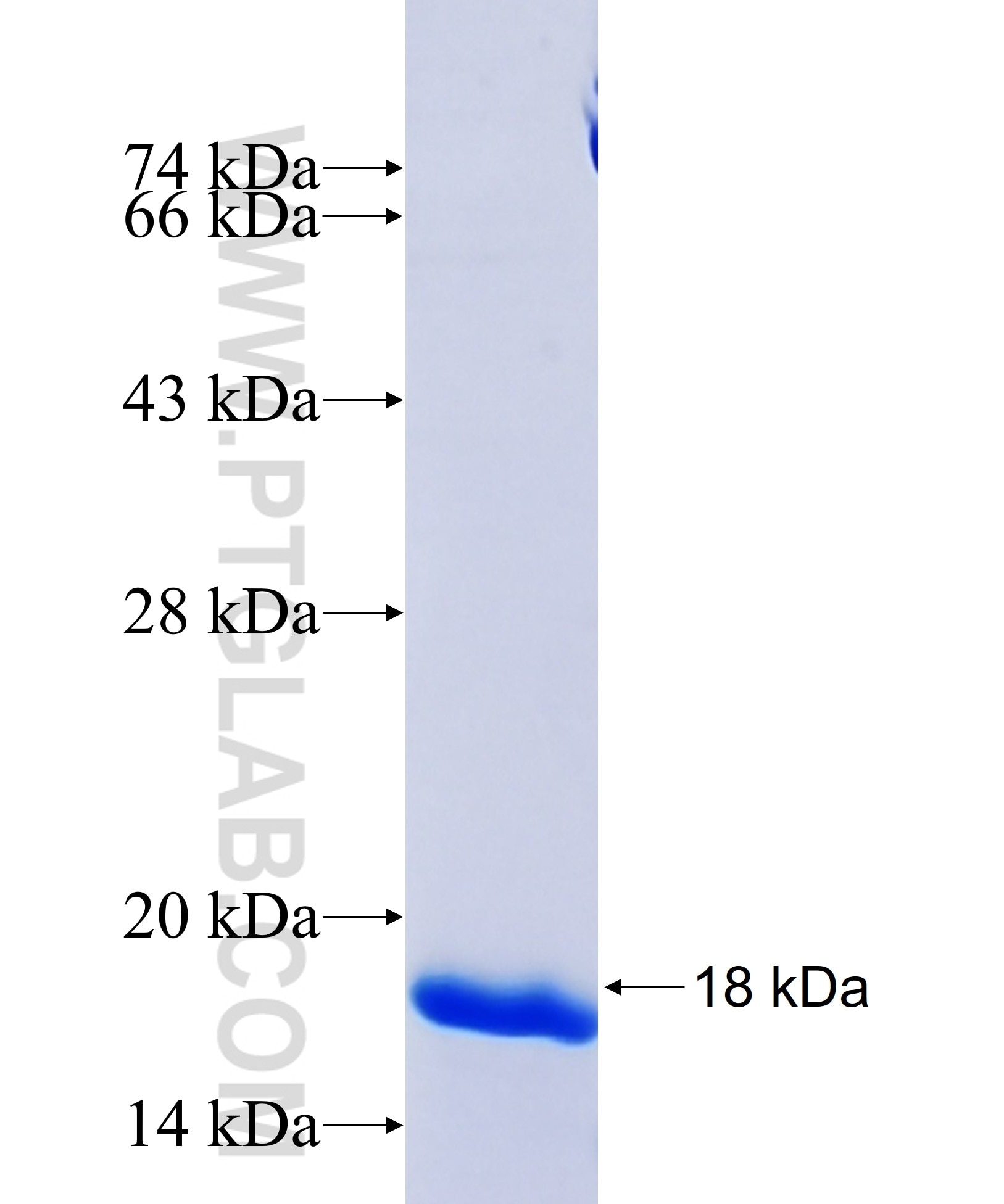 RAB11FIP5 fusion protein Ag33260 SDS-PAGE