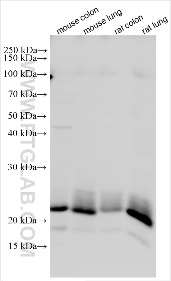 Western Blot (WB) analysis of various lysates using RAB13 Polyclonal antibody (11718-1-AP)
