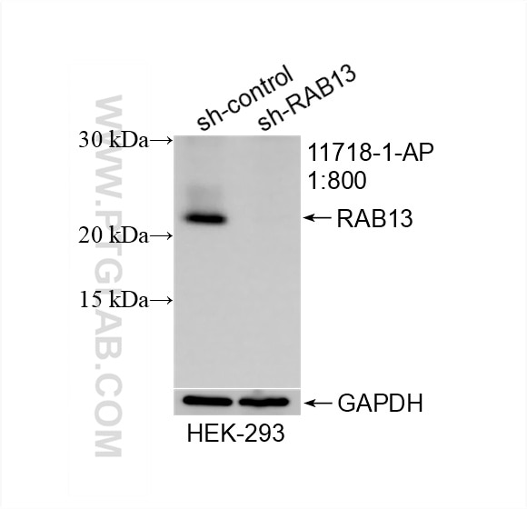 Western Blot (WB) analysis of HEK-293 cells using RAB13 Polyclonal antibody (11718-1-AP)
