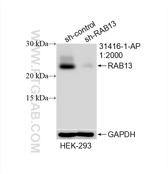 Western Blot (WB) analysis of HEK-293 cells using RAB13 Polyclonal antibody (31416-1-AP)
