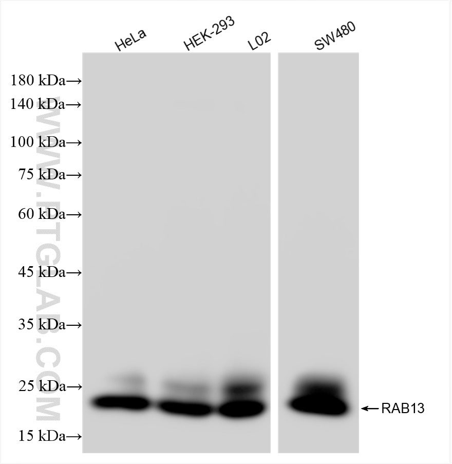 Western Blot (WB) analysis of various lysates using RAB13 Recombinant antibody (83336-2-RR)