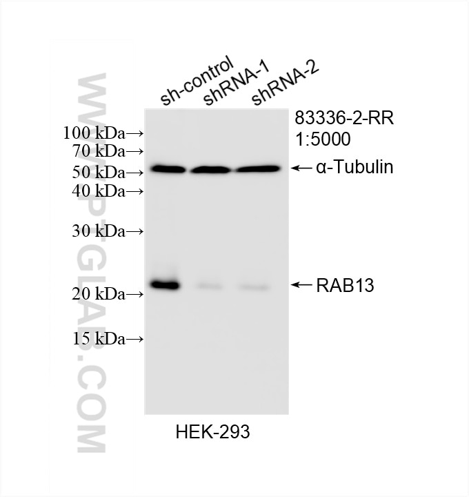 Western Blot (WB) analysis of HEK-293 cells using RAB13 Recombinant antibody (83336-2-RR)