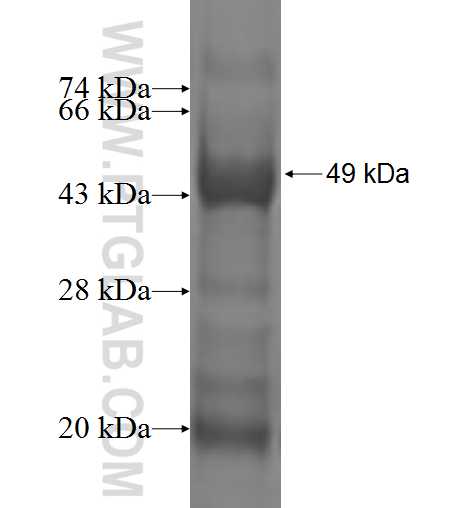 RAB13 fusion protein Ag2292 SDS-PAGE