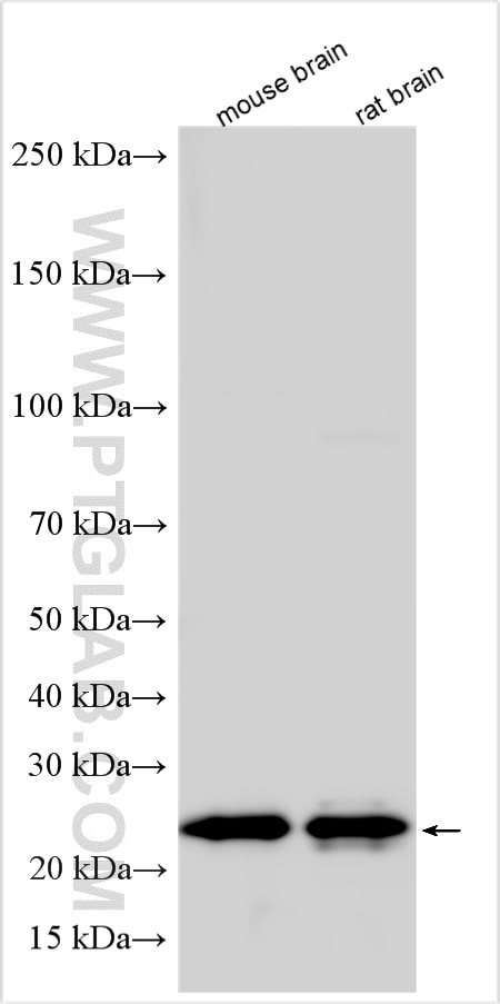 Western Blot (WB) analysis of various lysates using RAB14 Polyclonal antibody (15662-1-AP)