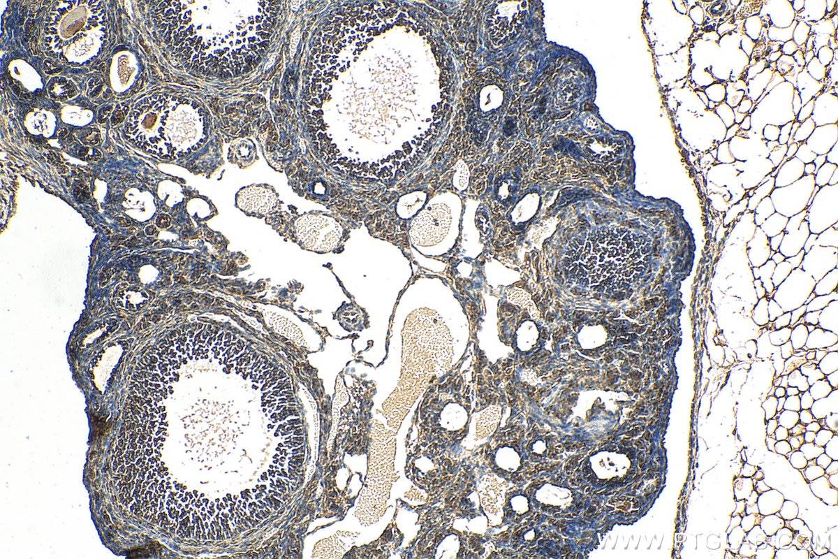 Immunohistochemistry (IHC) staining of mouse ovary tissue using RAB14 Monoclonal antibody (67953-1-Ig)