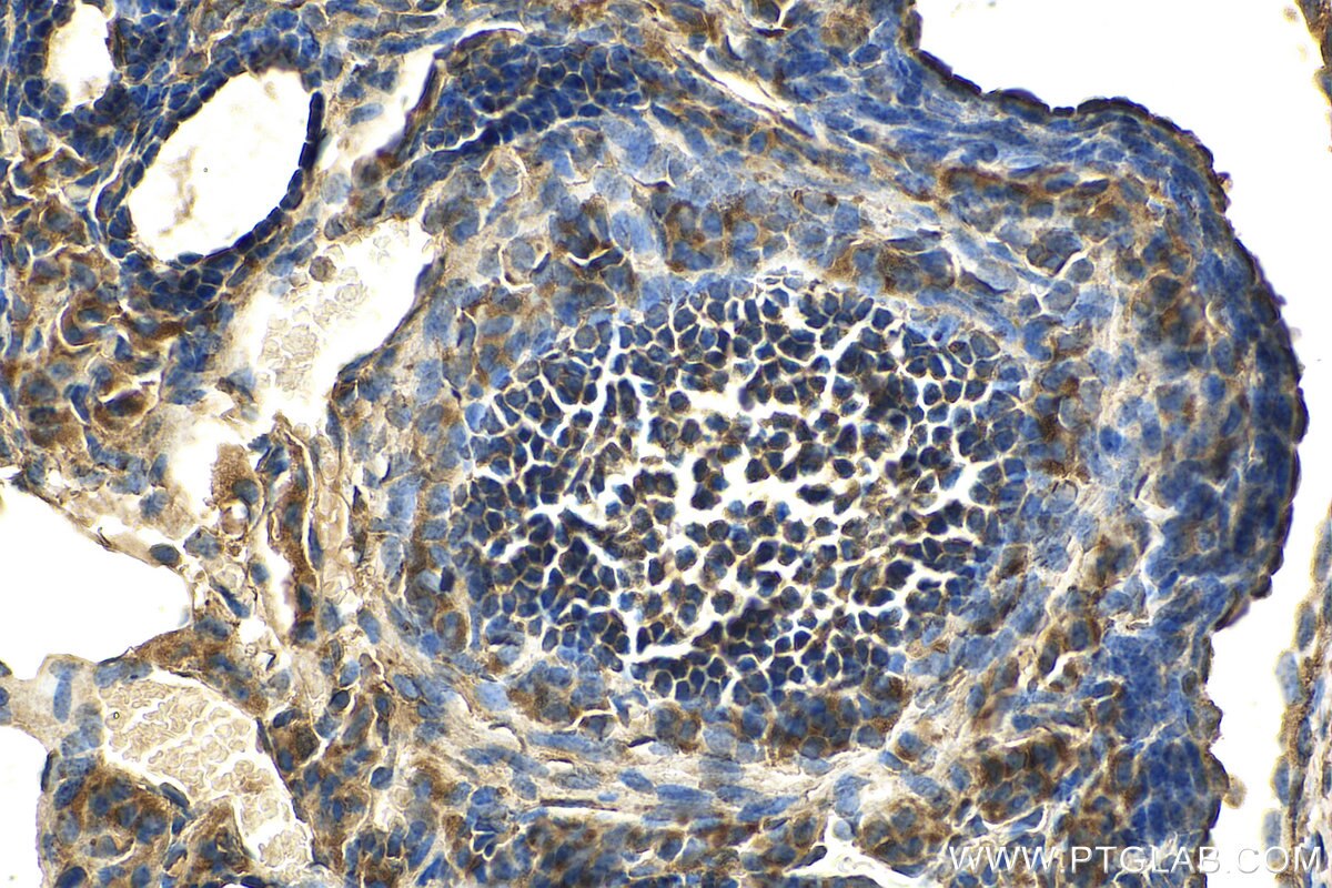 IHC staining of mouse ovary using 67953-1-Ig