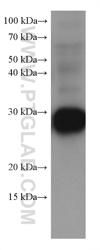 Western Blot (WB) analysis of pig brain tissue using RAB14 Monoclonal antibody (67953-1-Ig)