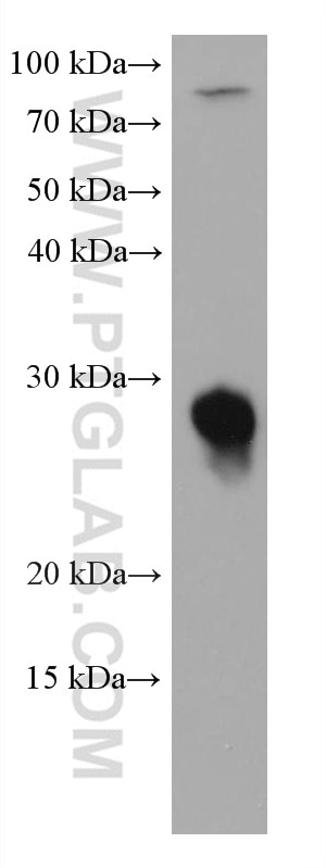 Western Blot (WB) analysis of HCT 116 cells using RAB14 Monoclonal antibody (67953-1-Ig)
