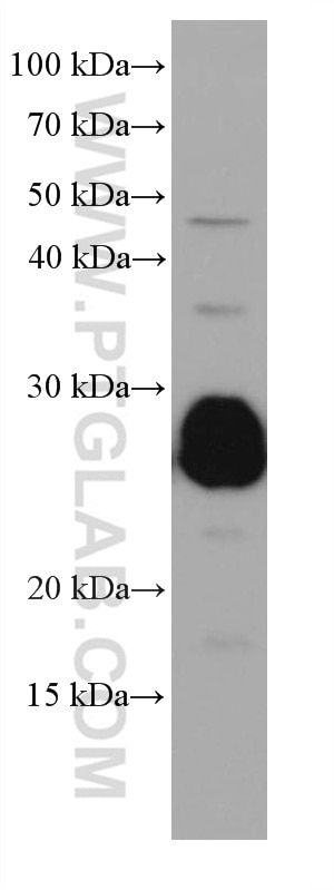 Western Blot (WB) analysis of HSC-T6 cells using RAB14 Monoclonal antibody (67953-1-Ig)