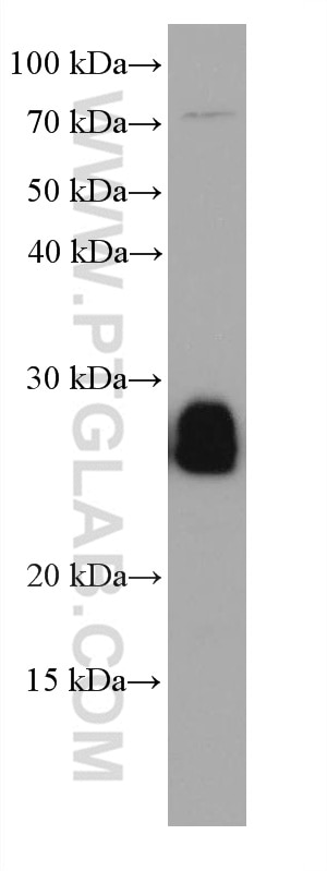 Western Blot (WB) analysis of NIH/3T3 cells using RAB14 Monoclonal antibody (67953-1-Ig)