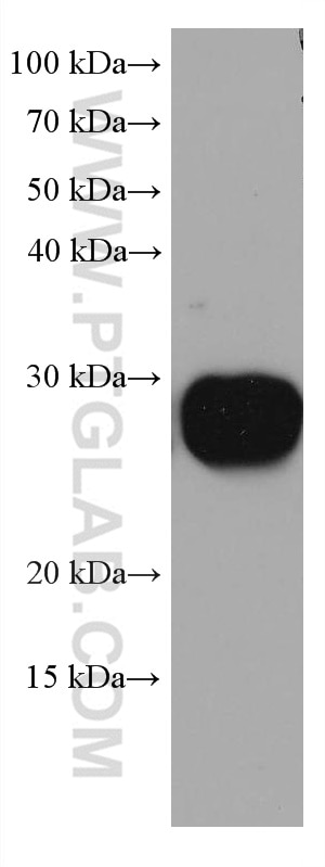 Western Blot (WB) analysis of pig brain tissue using RAB14 Monoclonal antibody (67953-1-Ig)