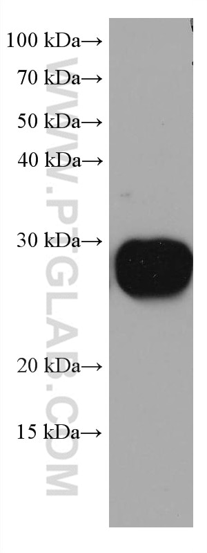 Western Blot (WB) analysis of pig brain tissue using RAB14 Monoclonal antibody (67953-1-Ig)