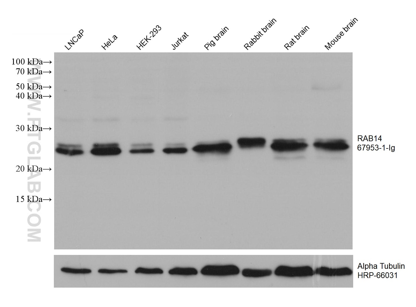 Western Blot (WB) analysis of various lysates using RAB14 Monoclonal antibody (67953-1-Ig)